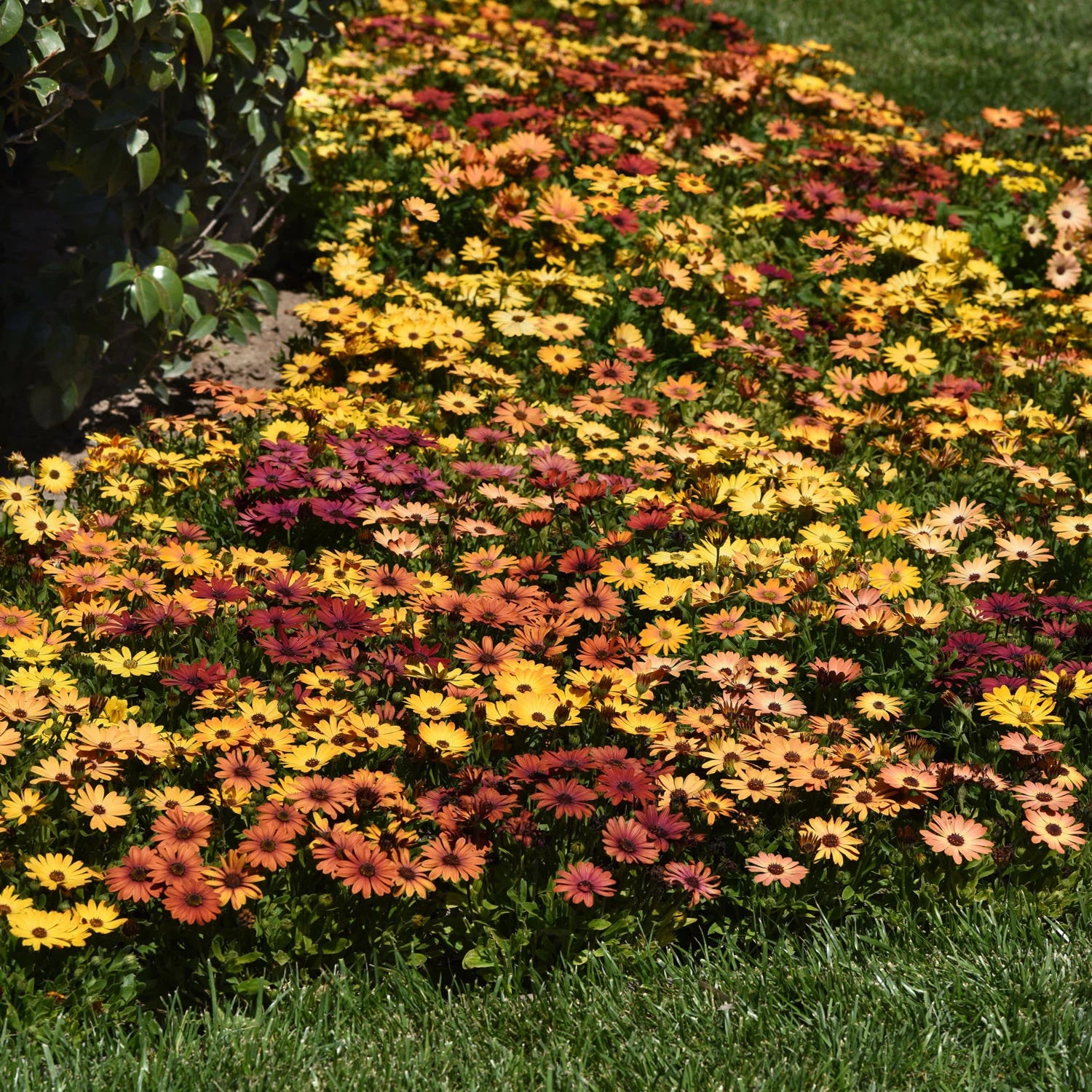 Sunset Shades Osteospermum Seeds