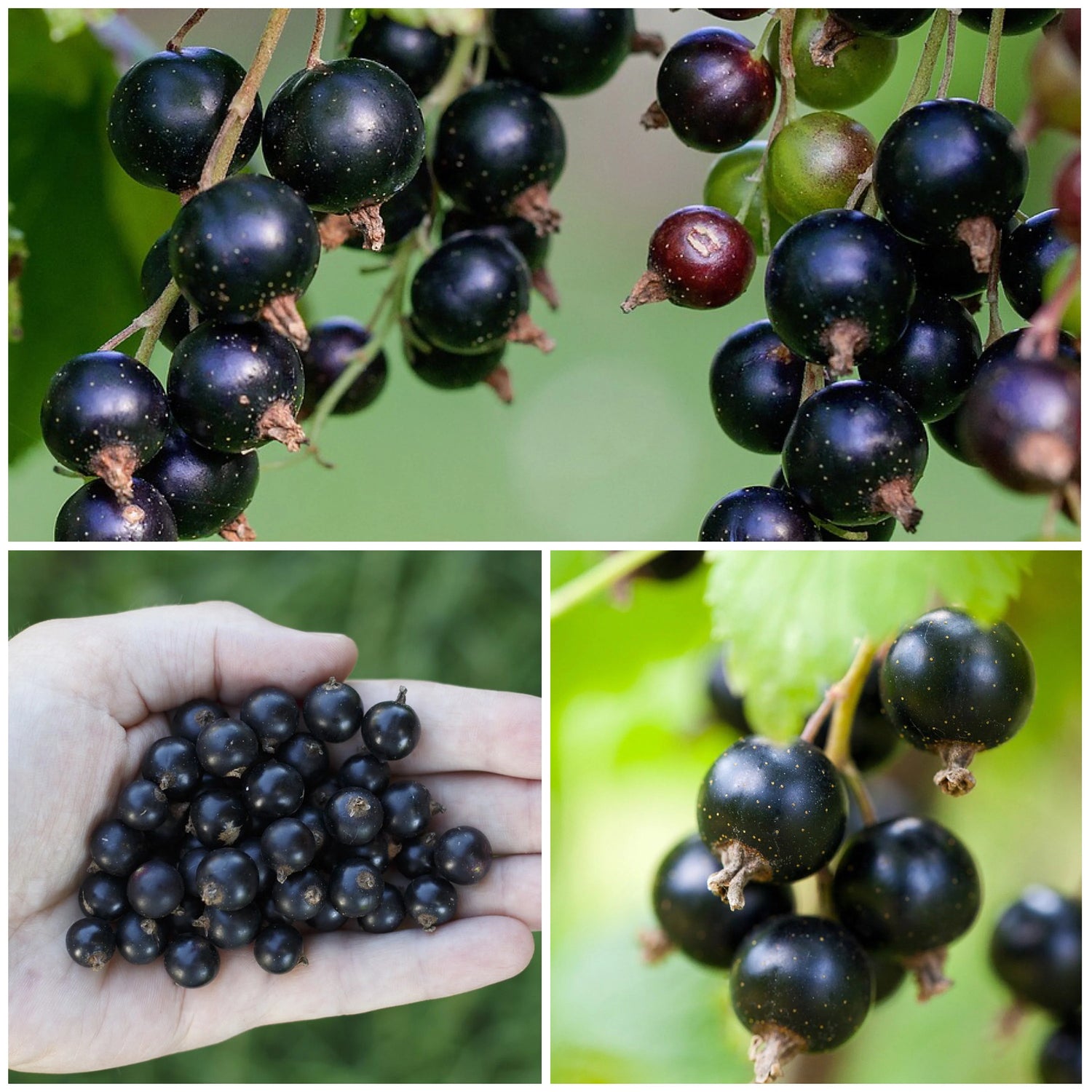 HUCKLEBERRY SEEDS, SCHWARTZENBEEREN BLACKBERRIES