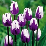 White Purple Flower Seeds for Planting – Heirloom, Non-GMO, Vibrant Garden Blooms Dhara Seeds