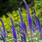 Veronica Plant Seeds for Planting - 100 pcs for planting in your garden.