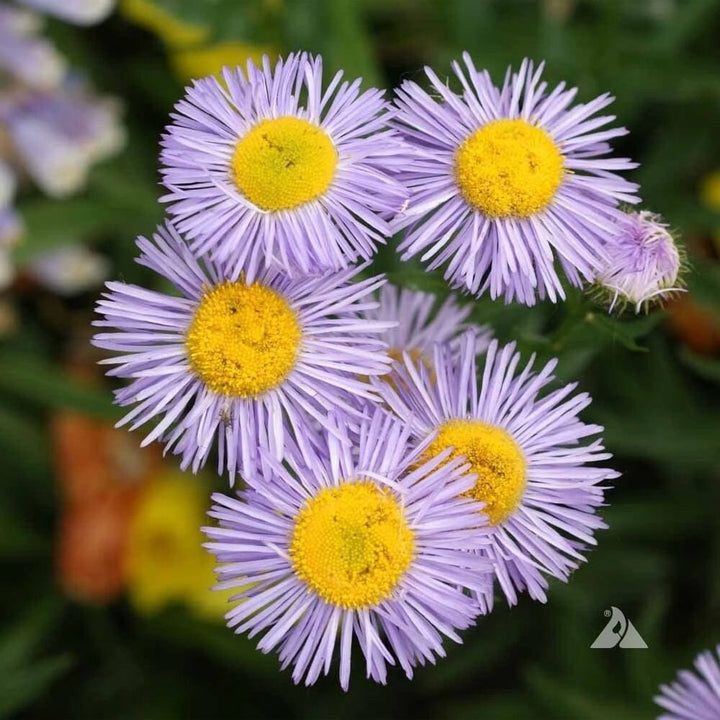 Purple Erigeron Flower Seeds for Planting, 100 pcs