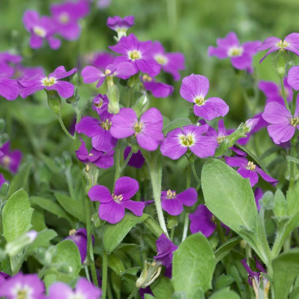 Aubrieta Seeds - Whitewell Gem