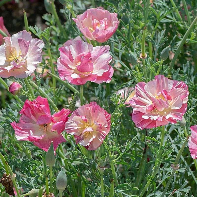 California Poppy Seeds - Thai Silk Appleblossom Chiffon