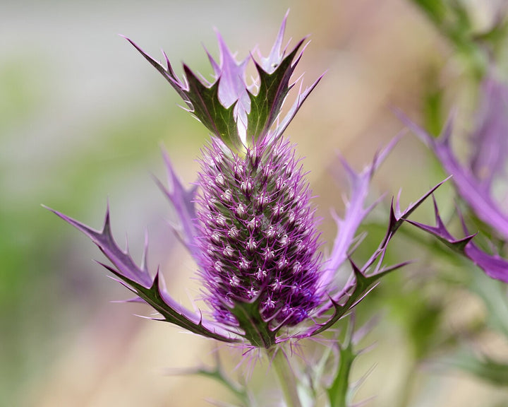 Purple Eryngo Flower Seeds for Planting 100