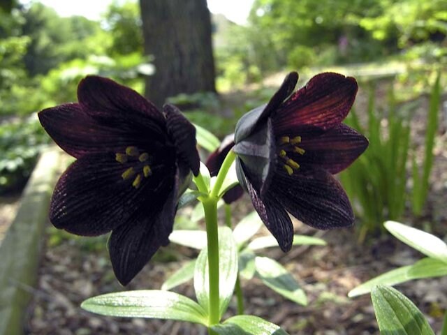 Chocolate Lilly Flower Seeds for Planting - 100