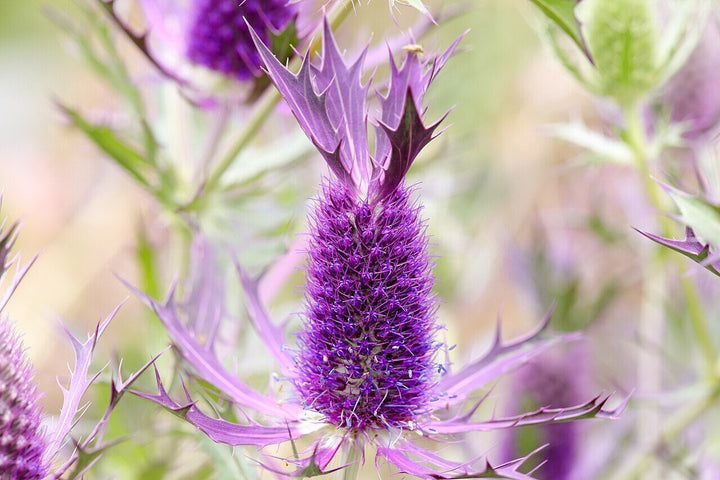 Purple Eryngo Flower Seeds for Planting 100