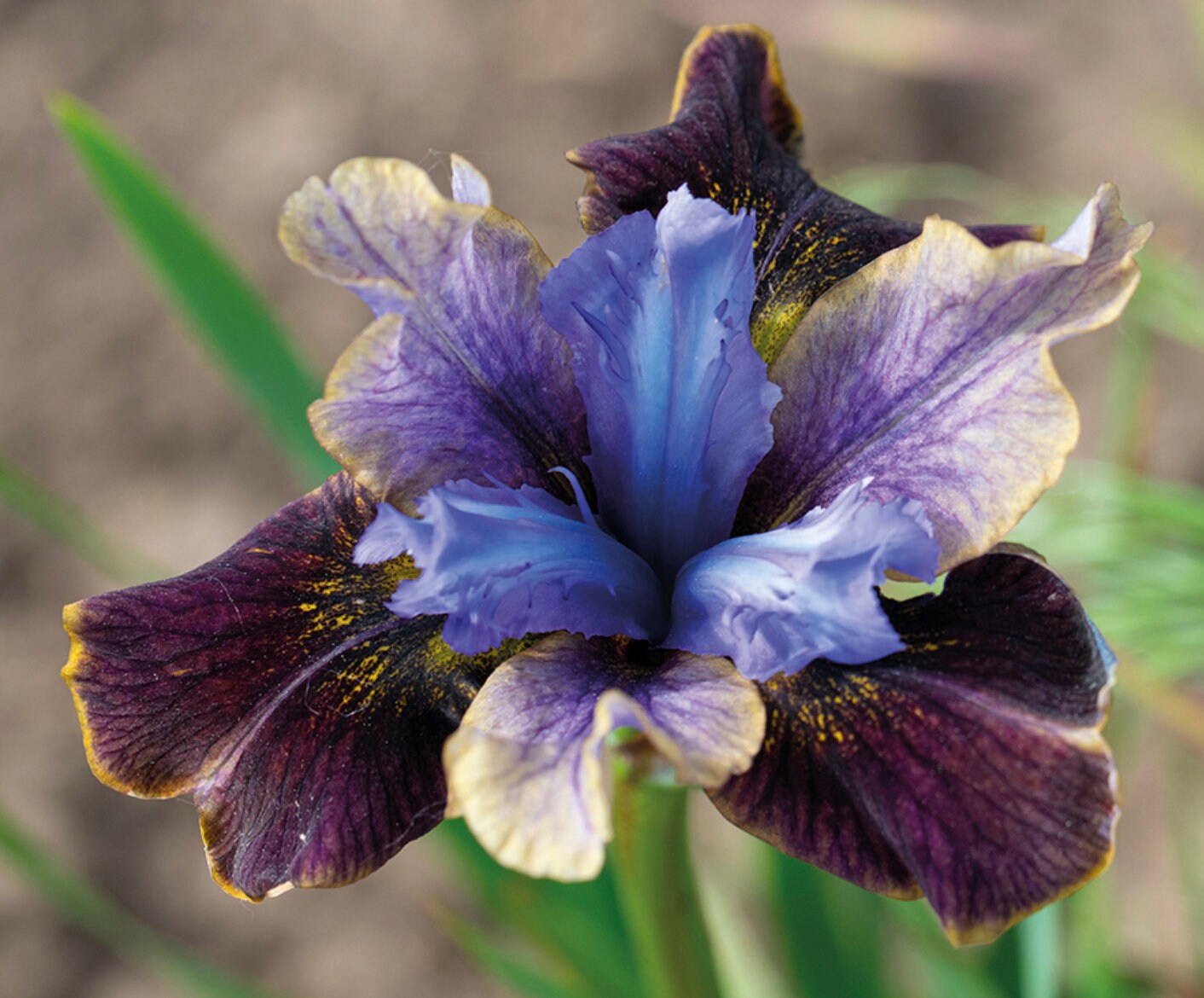 Siberian Iris Roots - Black Joker