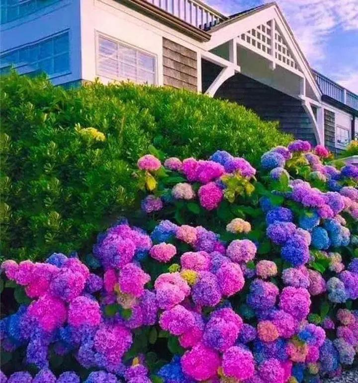 Blue,Pink,Purple Hydrangea Flower Seeds for Planting, NON GMO Seeds Dhara Seeds