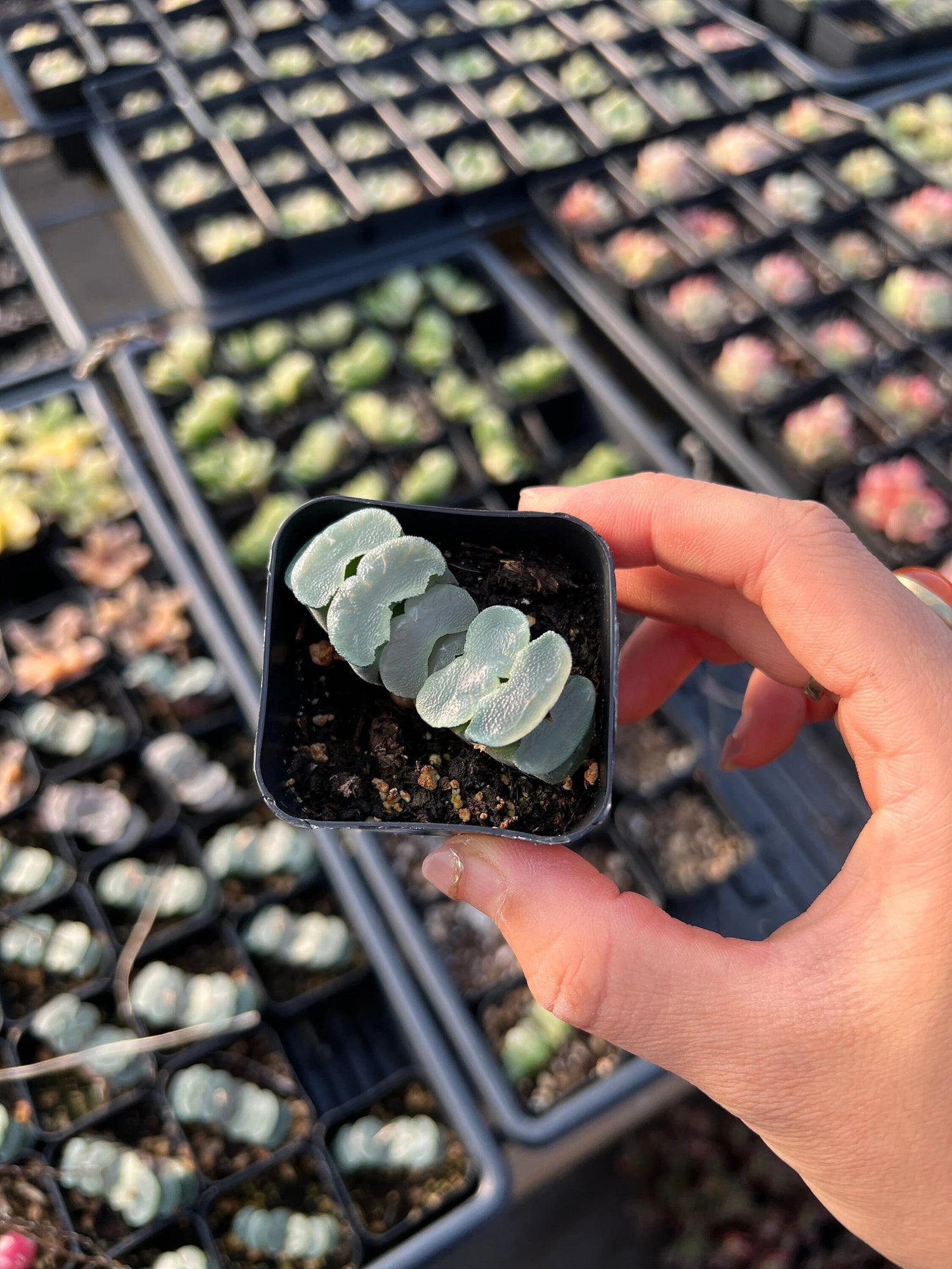 Purple Haworthia Maughanii Plant Seeds for Planting