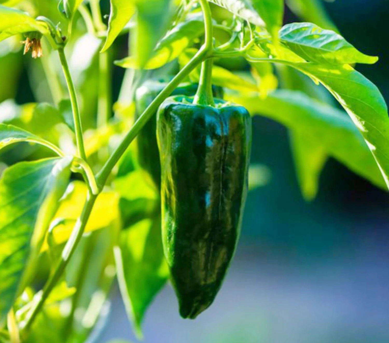 Sahuaro Pepper Seeds Heirloom Non-GMO High Germination Organic Garden Seeds