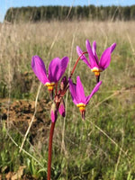 Pink Midland Shooting Flower Seeds for Planting, NON GMO Seeds Dhara Seeds