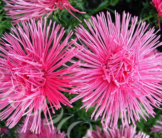 Aster Callistephus chinensis Nadel Unicum Flowering Seeds For Planting in home garden or seasonal beds