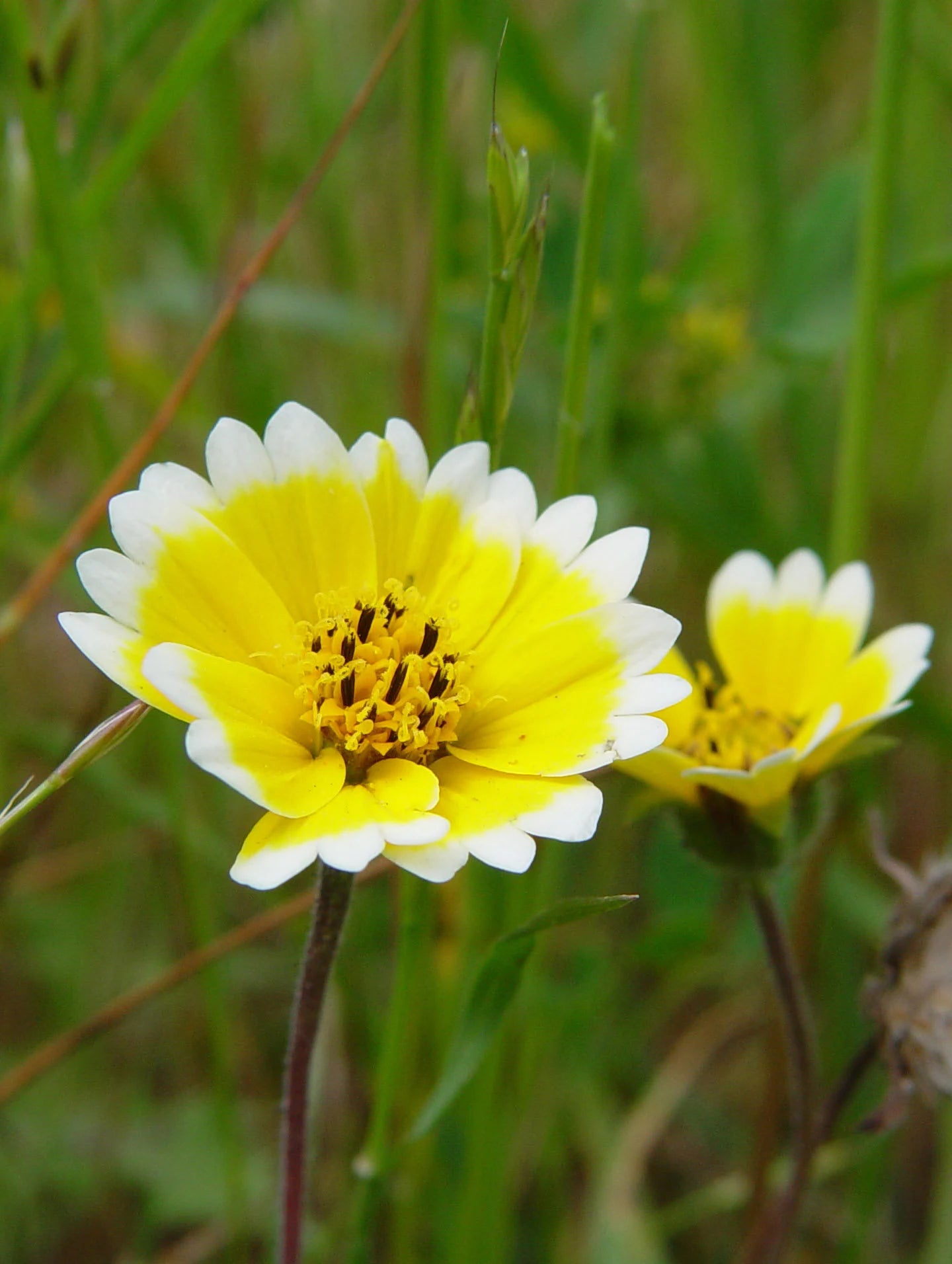 Tidy Tips seeds - Flower Layia platyglossa - Delicate and Cheerful Ye – Heirloom, Non-GMO, High Germination Organic Garden Seeds