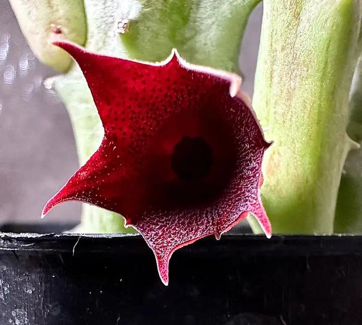 Huernia Keniensis Flower Seeds for Planting, NON GMO Seeds Dhara Seeds