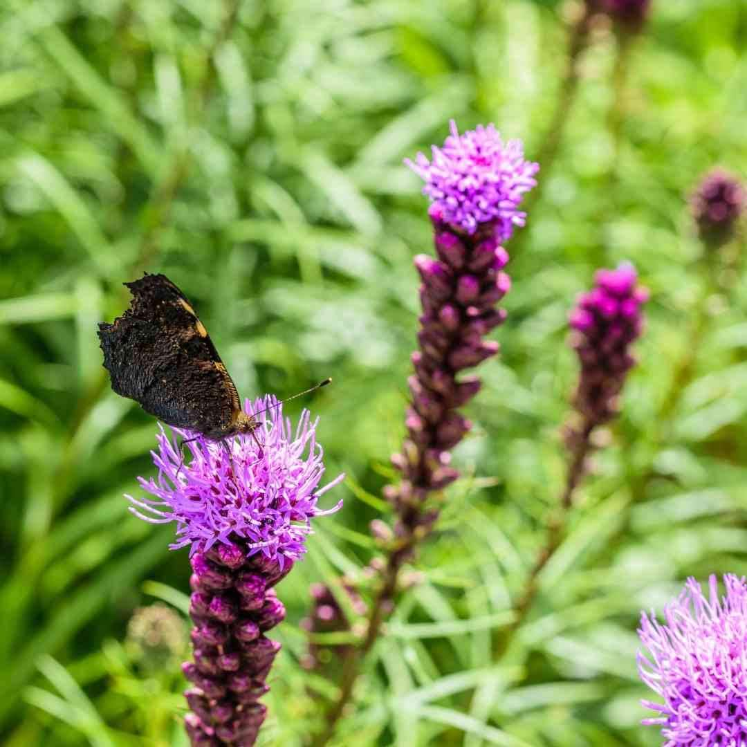 Blazing Star Seeds