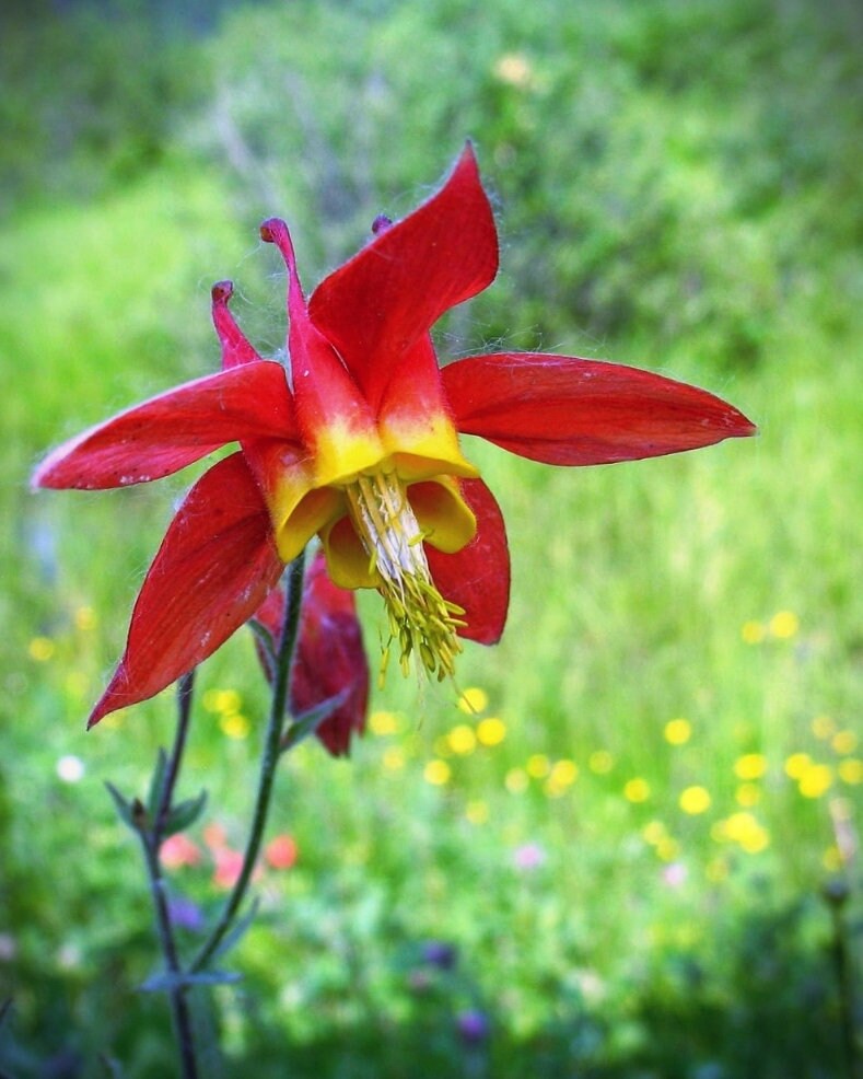 Canadian Columbine Aquilegia Canadensis Flowering Seeds For Planting