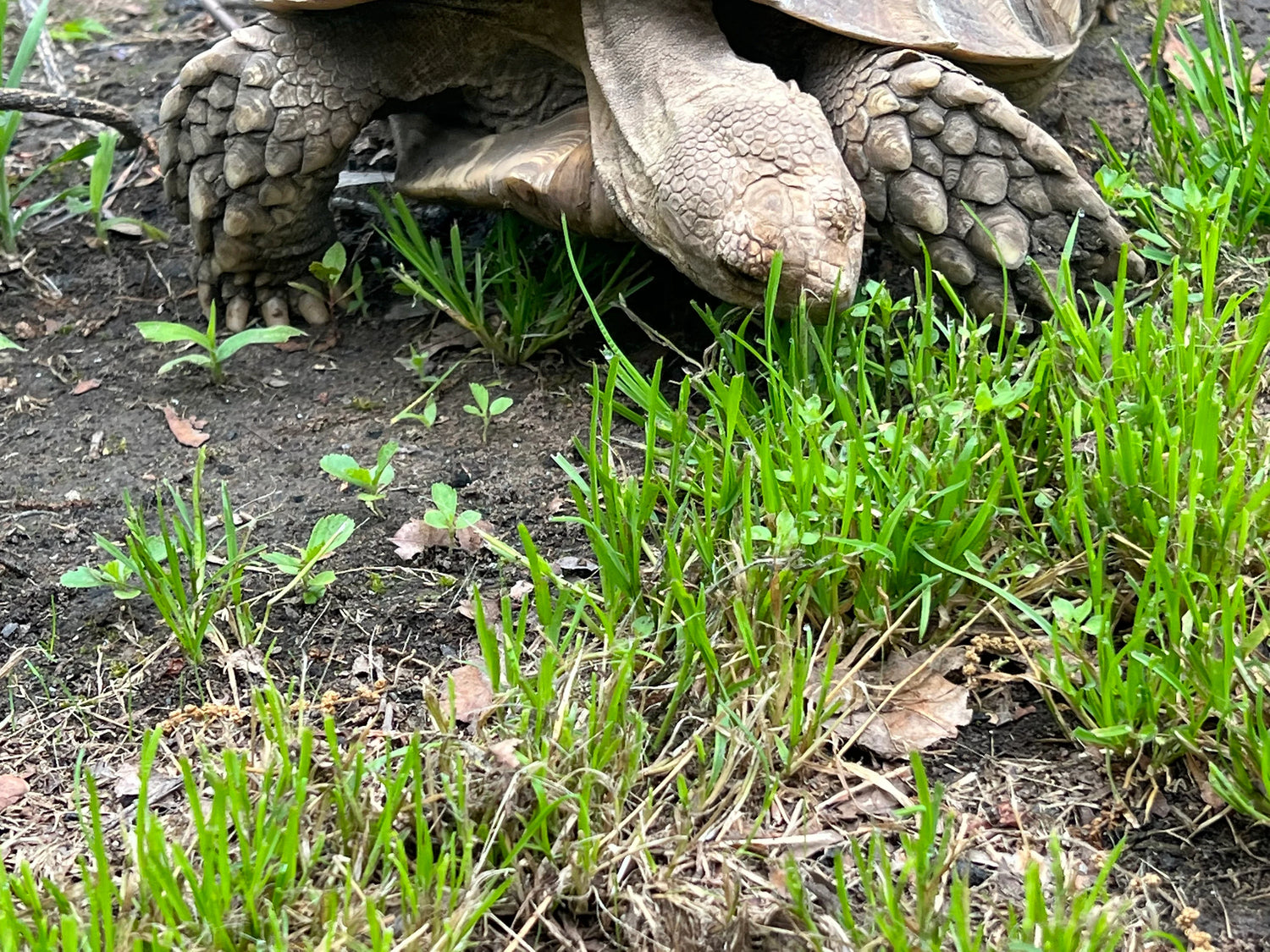 Broadleaf Tortoise Forage Blend Seeds for Planting heirloom & Non-GMO Seeds