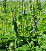 organic-nutritious-superfood-chia-seeds

