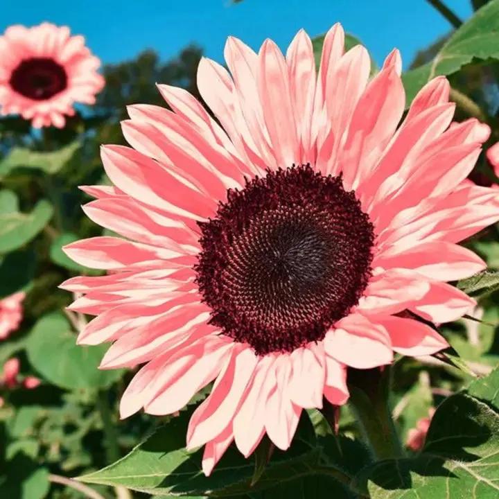 Baby Pink Sunflower Seeds for Planting – Rare, Beautiful Blooms for Your Garden Dhara Seeds