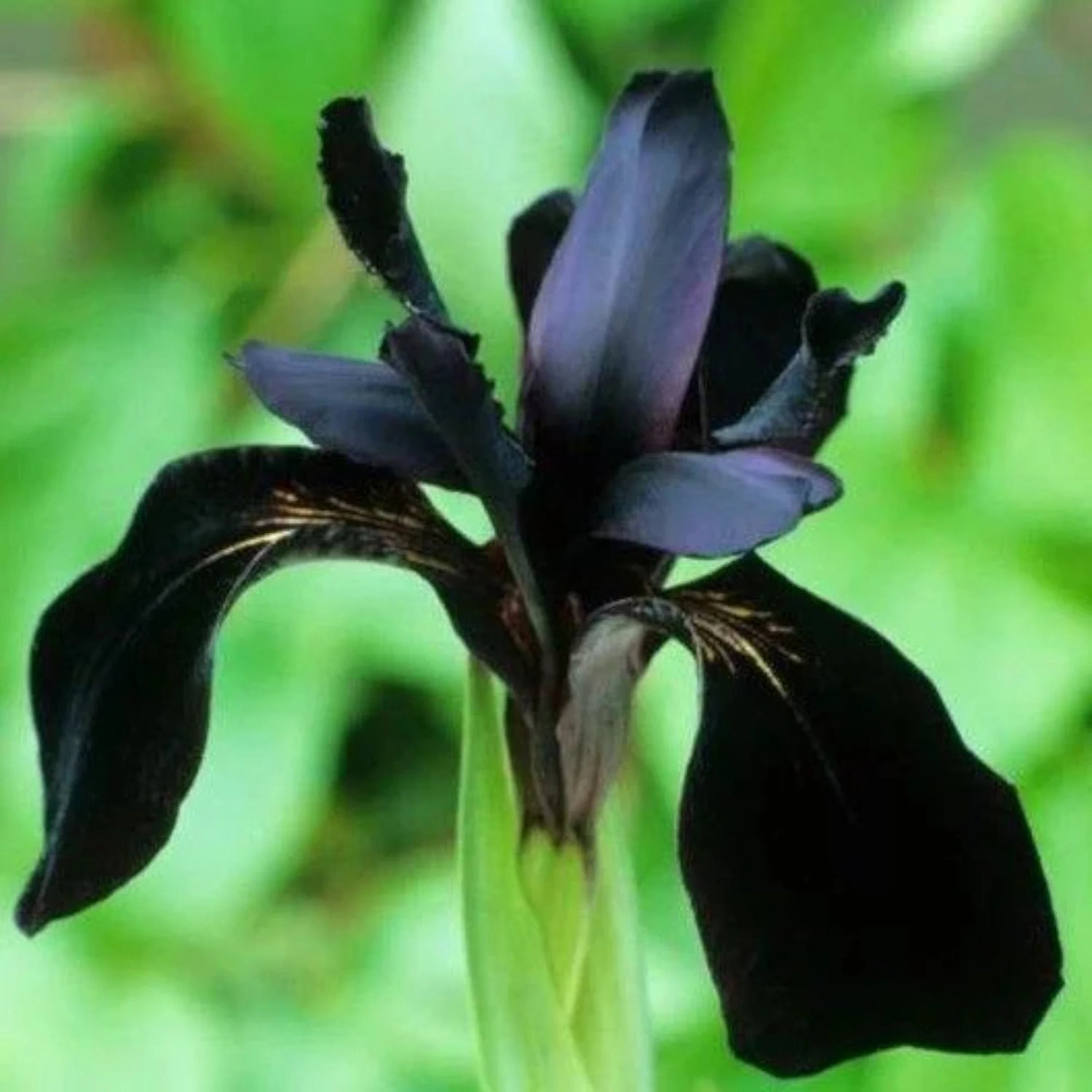 Siberian Iris Roots - Black Flowered