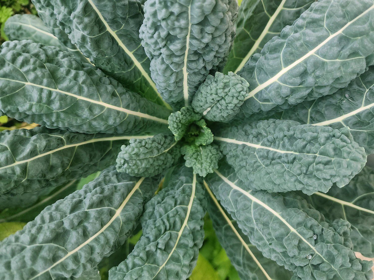 Black Magic Kale Seeds | Deep Green Curly Heirloom Kale – Heirloom, Non-GMO, High Germination Organic Garden Seeds