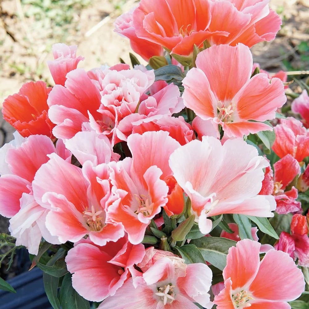 Monarch Mix Godetia Grandiflora Seeds – Organic, Heirloom, Non-GMO Flower Seeds