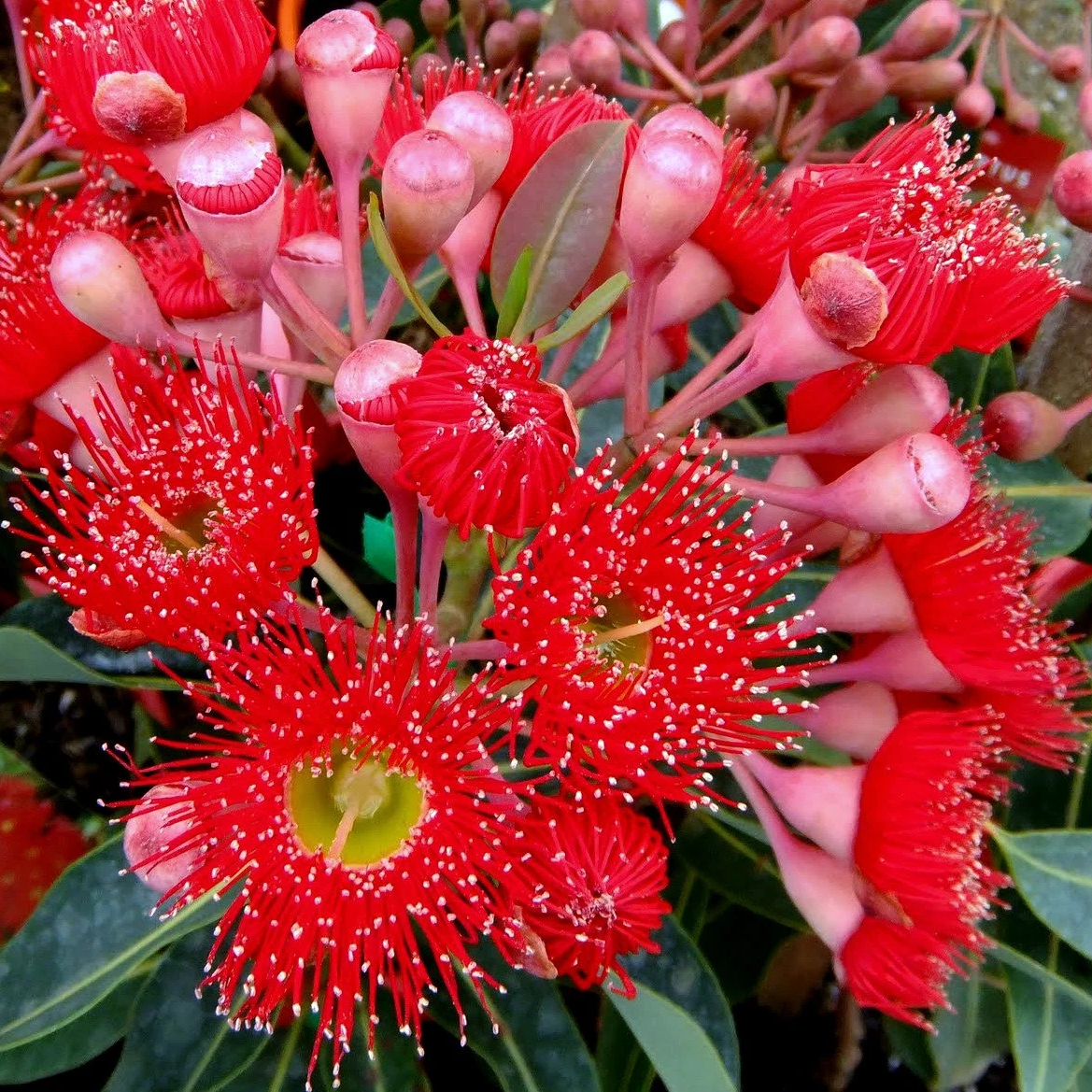 Organic Ficifolia Flower Seeds for Planting – Heirloom, Non-GMO