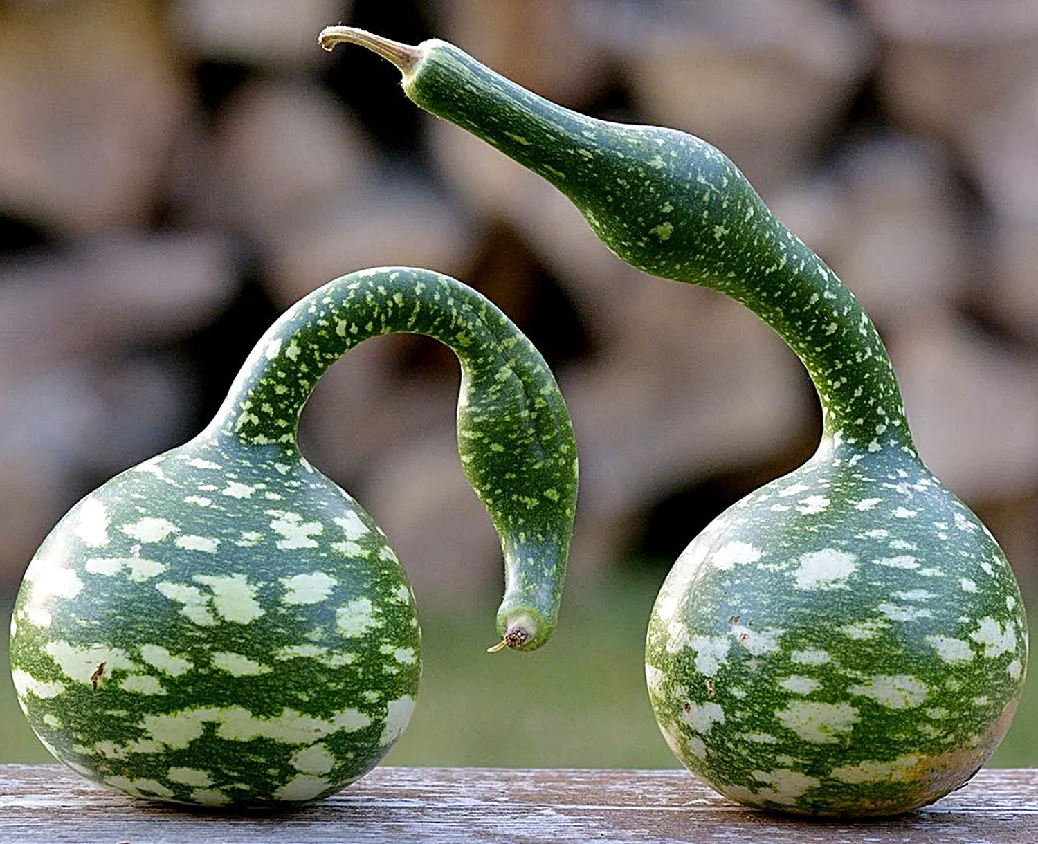 Speckled Swan Gourd Seeds | Long-Neck Green-White Decorative Gourds – Heirloom, Non-GMO, High Germination Organic Garden Seeds