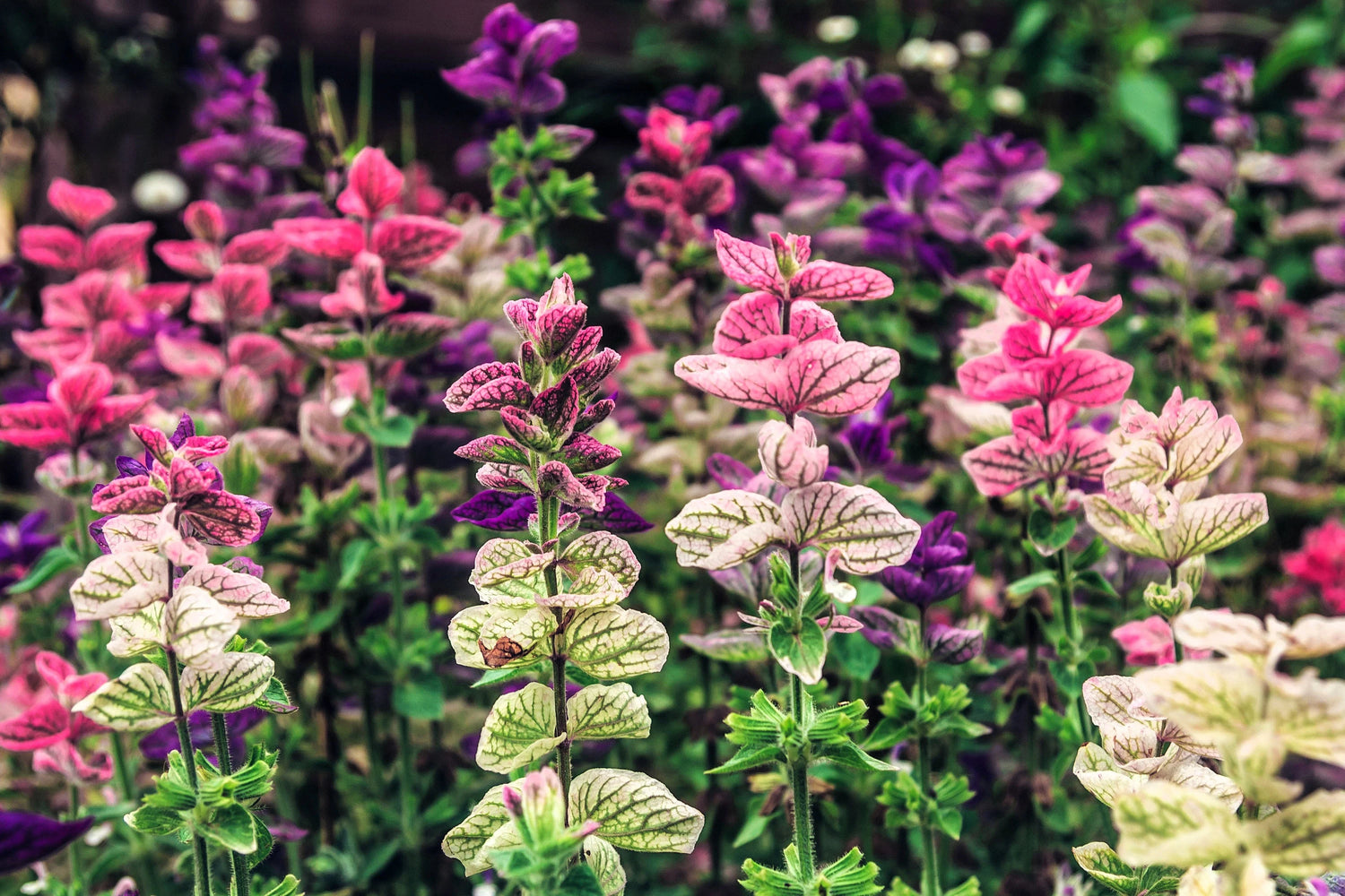 Clary Sage Seeds - Tricolor Mix