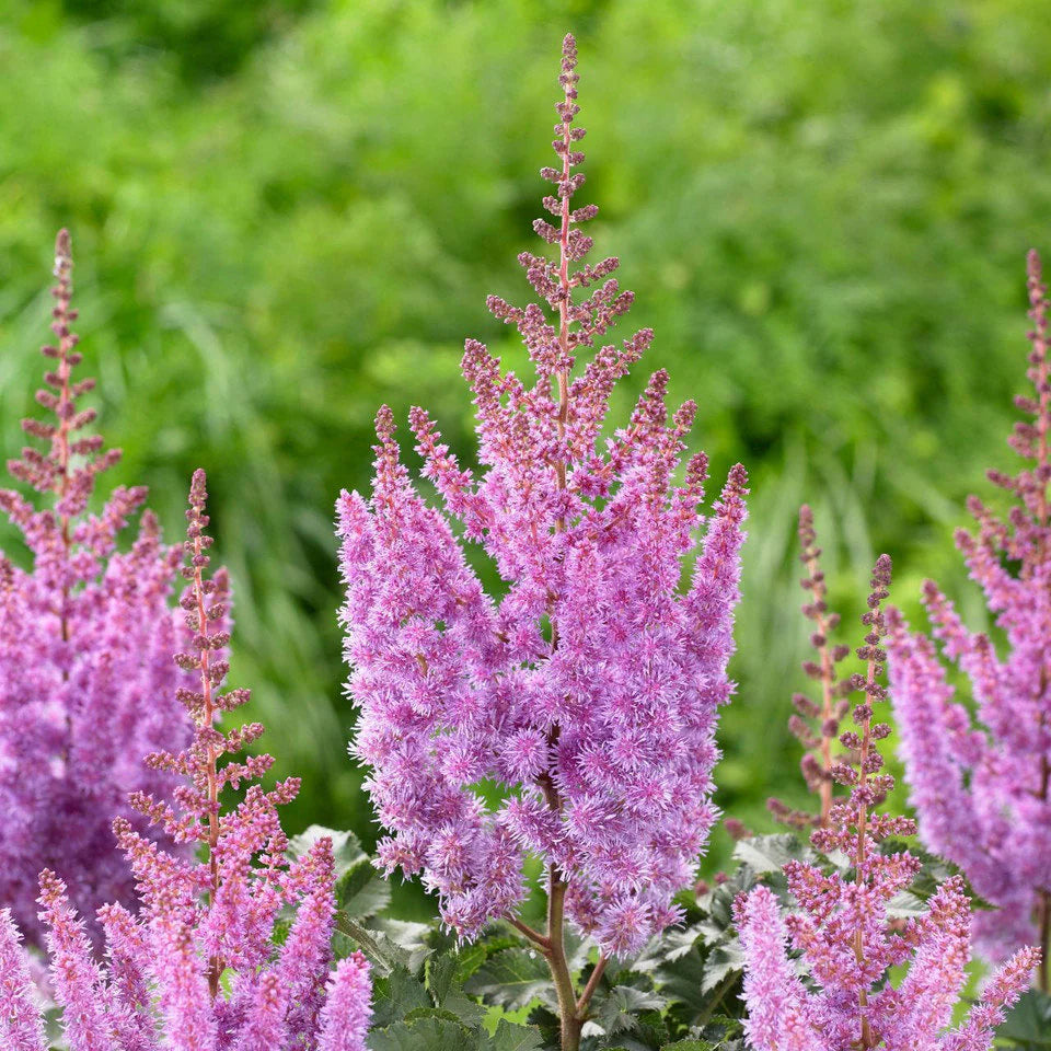 Astilbe Nemo Bulbs