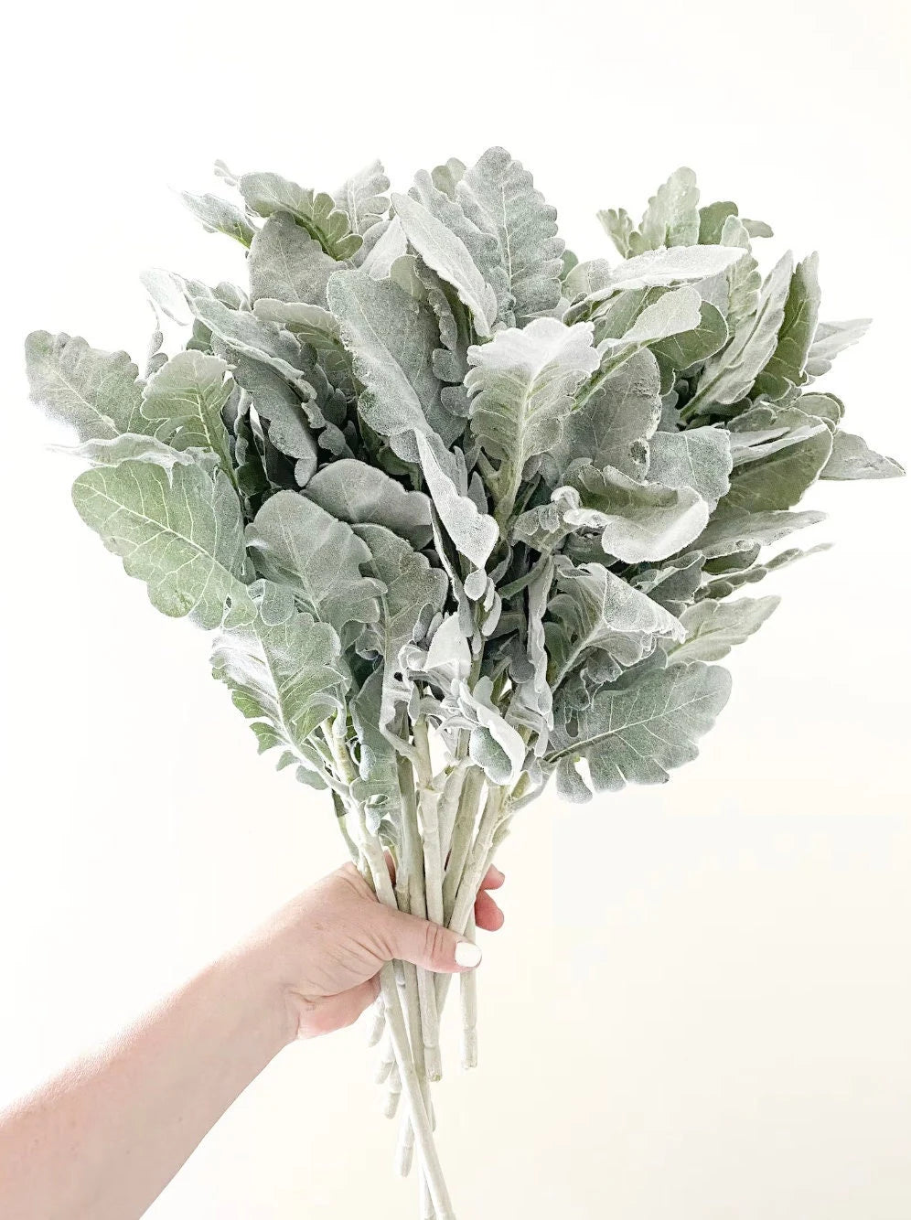 Grey Dusty Miller Plant Seeds for Planting heirloom & Non-GMO Seeds
