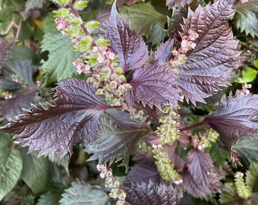 Purple Frutescens Perilla Plant Seeds for Culinary and Aromatic Gardens – Fresh Herb for Your Garden