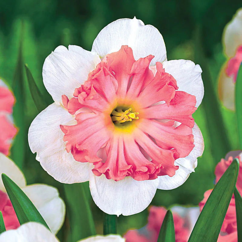 Pink and White Daffodils Flower Seeds for Planting – Heirloom, Non-GMO Quality