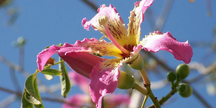 Chorisia Insignis Flower Seeds for Planting, 100