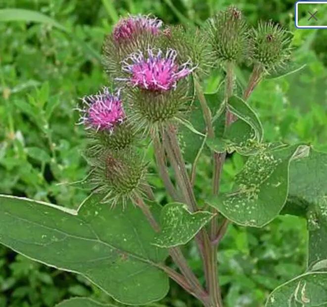 Pink Arctium Lappa Plant Seeds for Planting, NON GMO Seeds Dhara Seeds