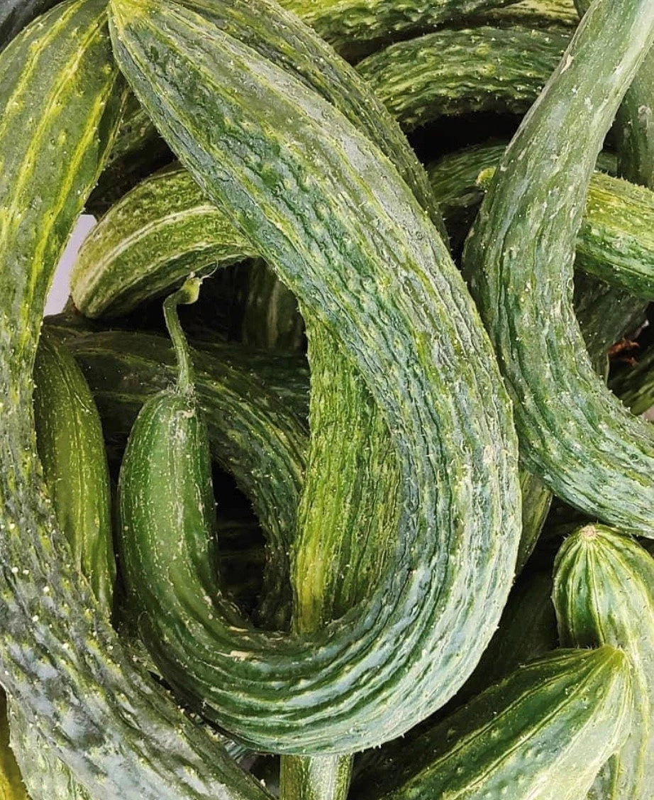 Cucumber Seeds - Suyo Long