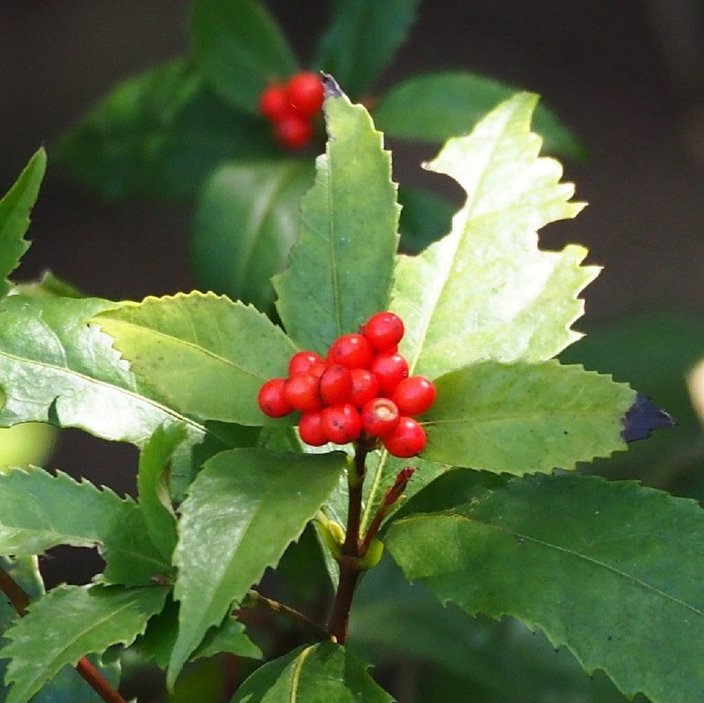 Sarcandra Glabra Plant Seeds Heirloom Non GMO Planting - 100