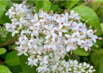 White Ligustrum Flower Seeds for Planting - NON GMO Seeds Dhara Seeds