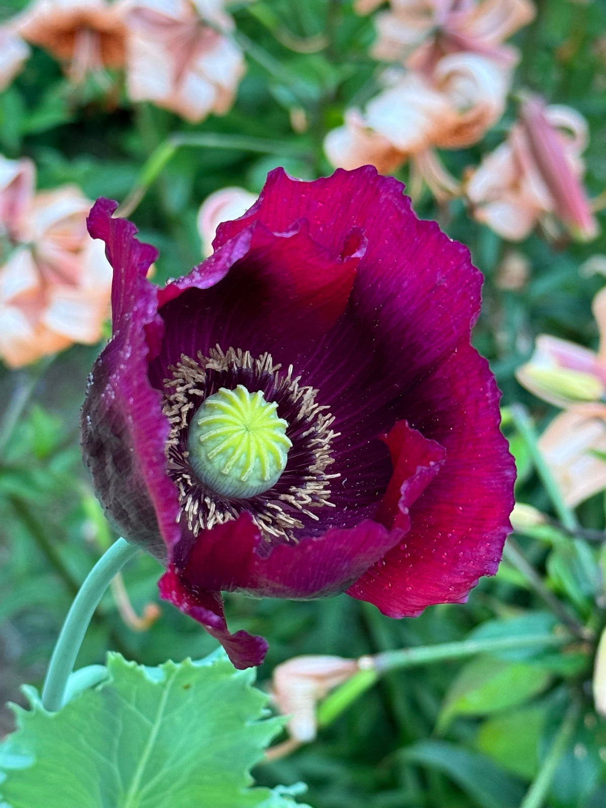Lauren s Grape Papavaer Somniferum Poppy Seeds Ship – Heirloom, Non-GMO, High Germination Organic Garden Seeds