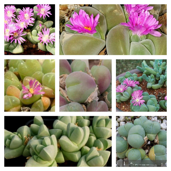 Mixed Gibbaeum Plant Seeds for Planting - 100