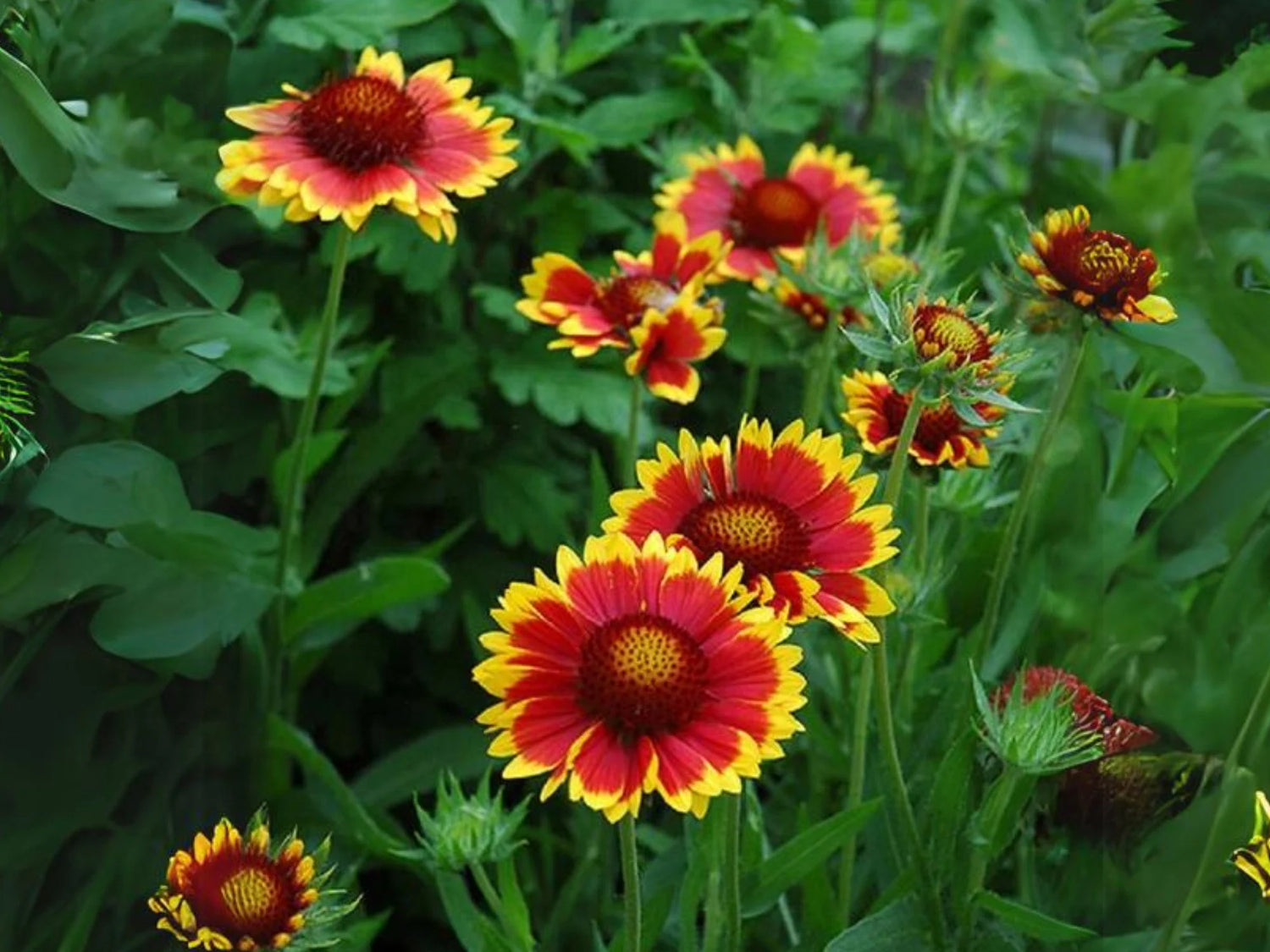 Blanket Flower Seeds - Dwarf Goblin