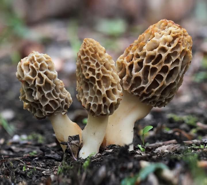 Morel Mushroom Seeds for Planting Cream