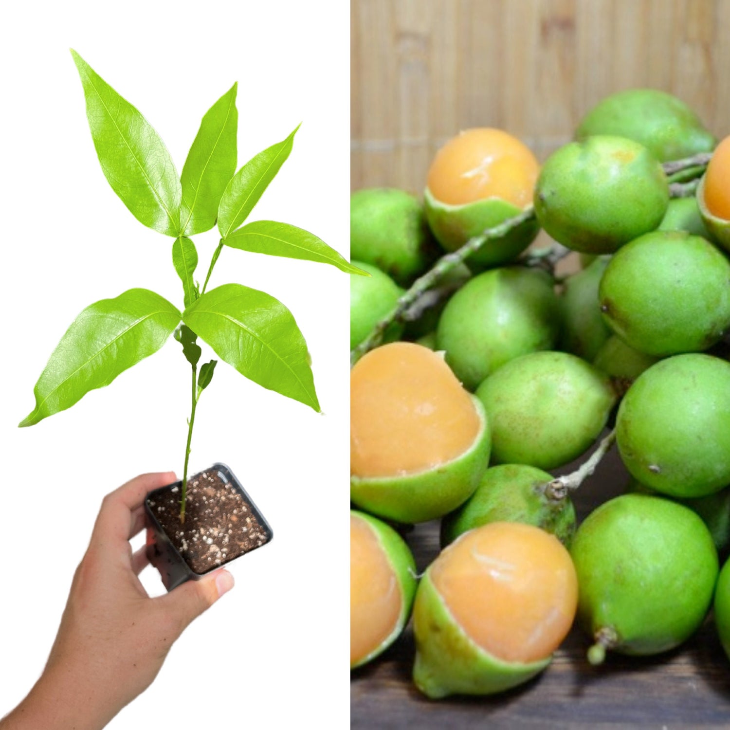 Spanish Lime – A Zesty, Refreshing Tropical Citrus Fruit