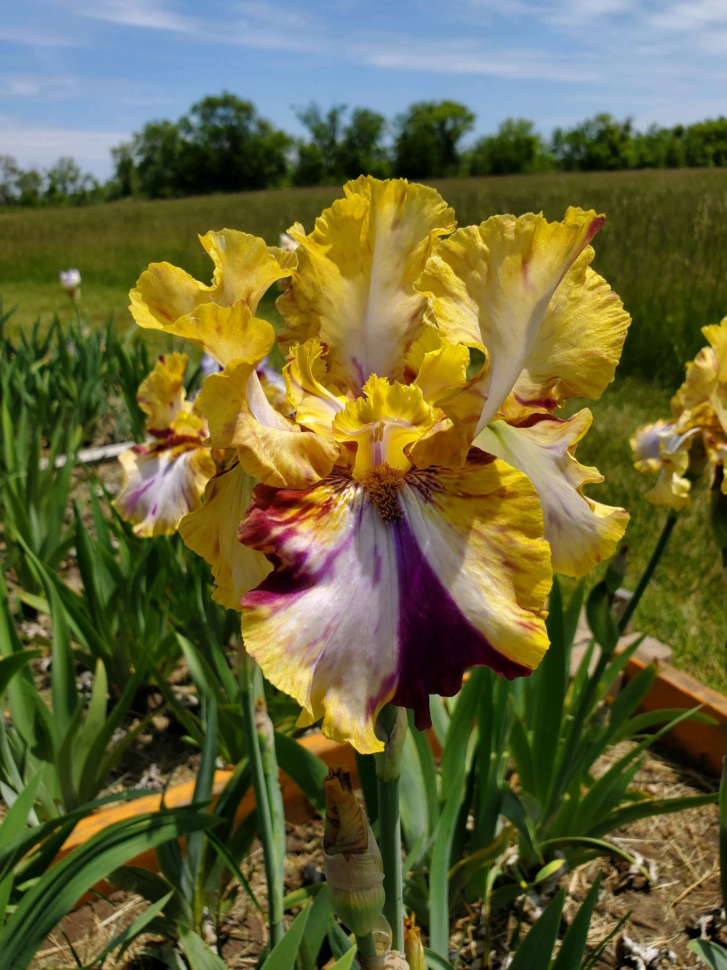 Bearded Iris - Toucan Tango