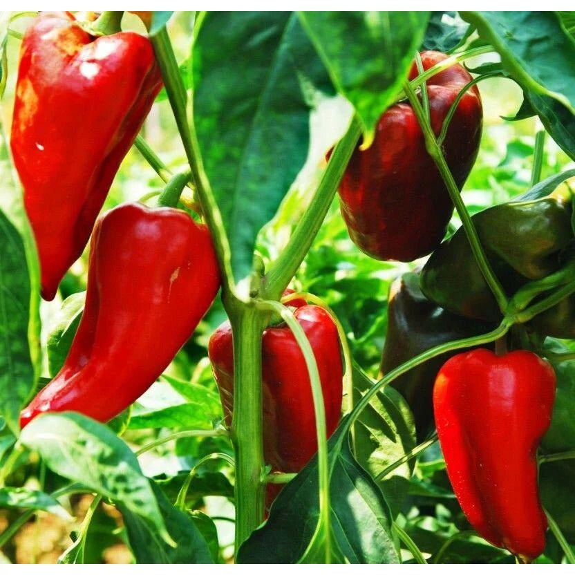 Marconi Pepper Vegetable Seeds for Planting