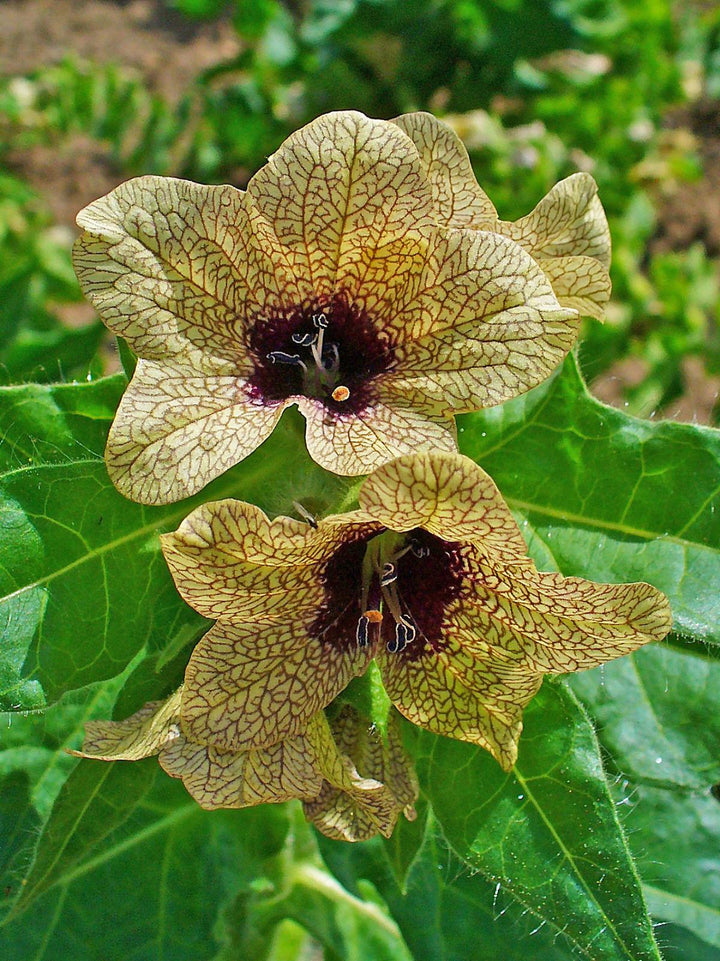 Cream Henbane Flower Seeds for Planting, 100