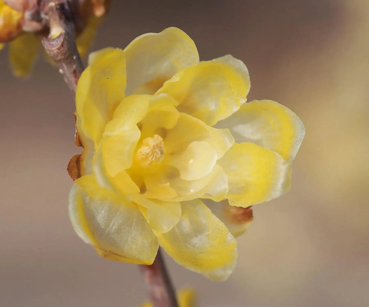 Yellow Chimonanthus Flower Seeds for Planting, NON GMO Seeds for planting in home garden