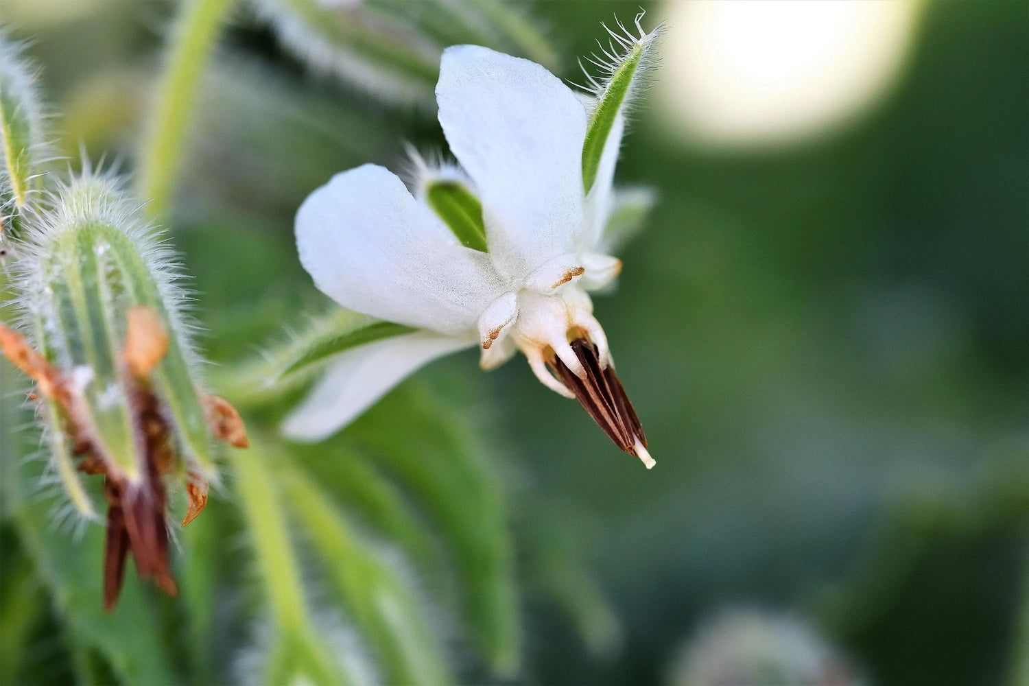 Borage Seeds - White-Bianca