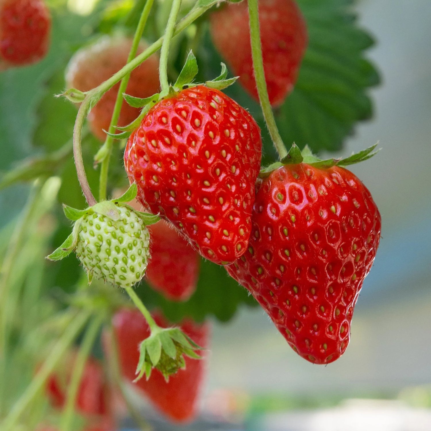 Earliglow – Spring-Planted Strawberry Seeds