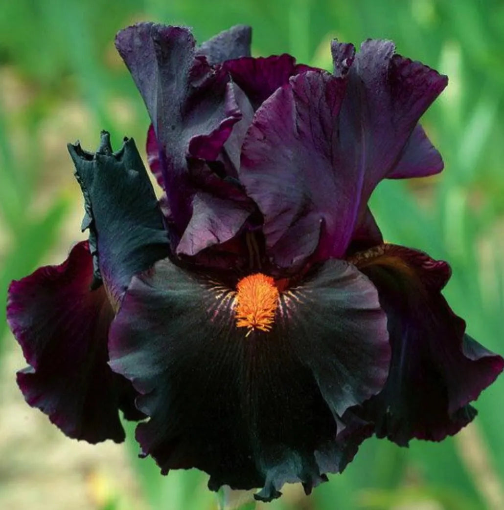 Bearded Iris - Dracula's Kiss